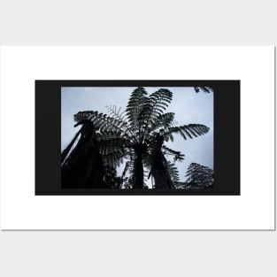 Tree Fern Silhouette Posters and Art